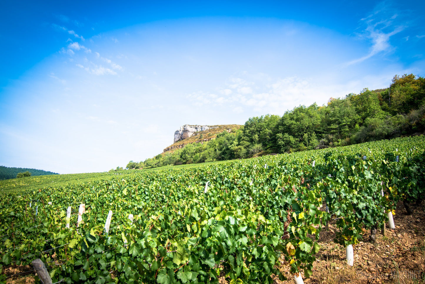 David Bienfait, Saint-Véran Clos des Poncetys, 2017, Mâconnais, Burgundy, France