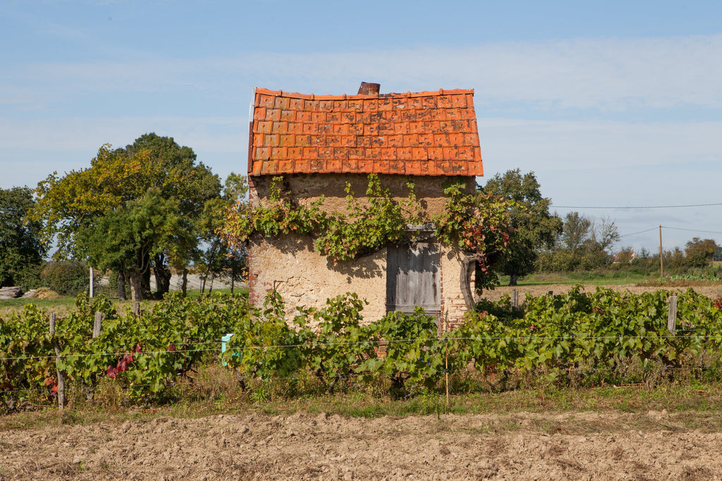 Buy Wine Online | Domaine de La Roche Bleu, Le Clos des Molières, 2015